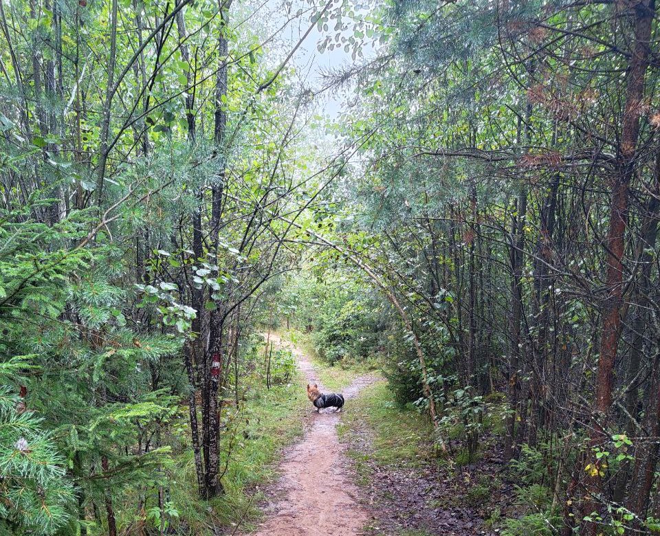 На мартшруте