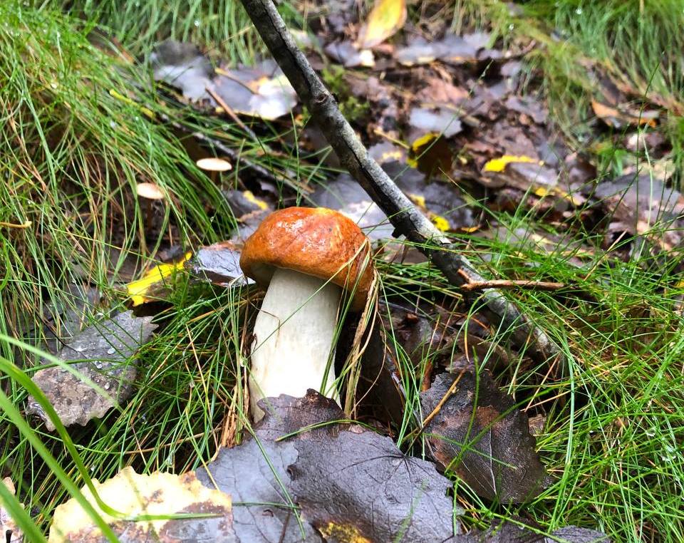 Дары сосногово леса