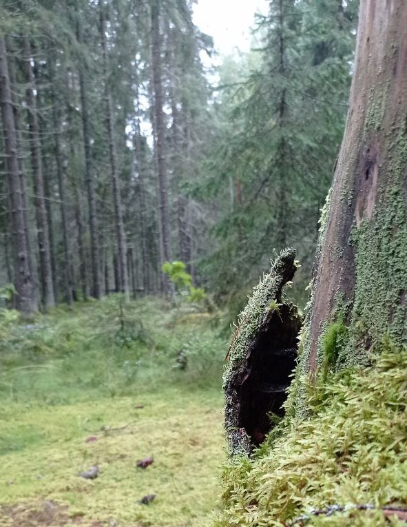 Царство мха